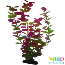 Aquarium plants - 09